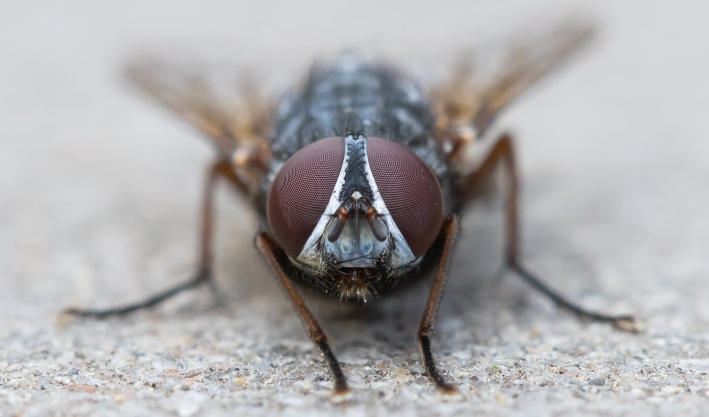 De close-up foto van deze vlieg kreeg de meeste stemmen van de lezer