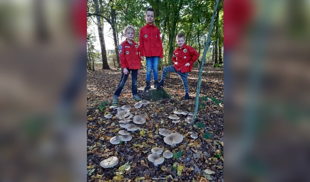Drie stoere bevers in het bos bij de blokhut op zoek paddenstoelen