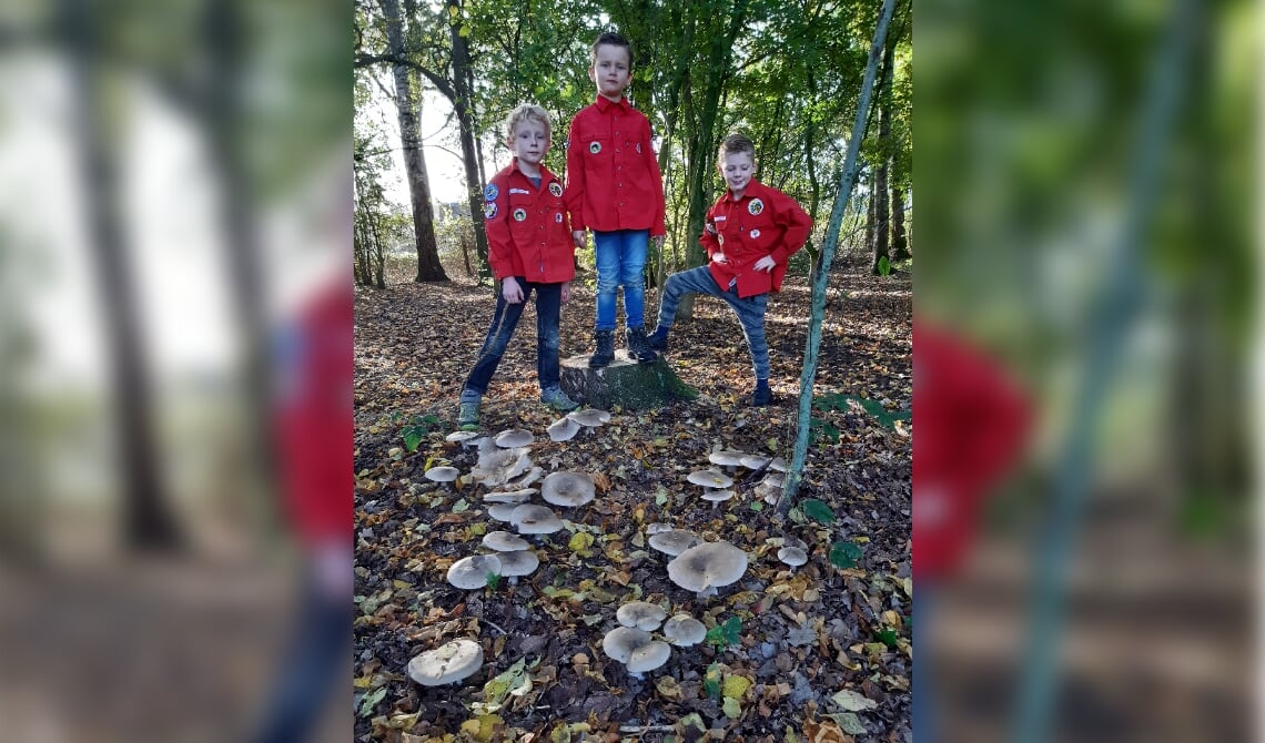 Drie stoere bevers in het bos bij de blokhut op zoek paddenstoelen