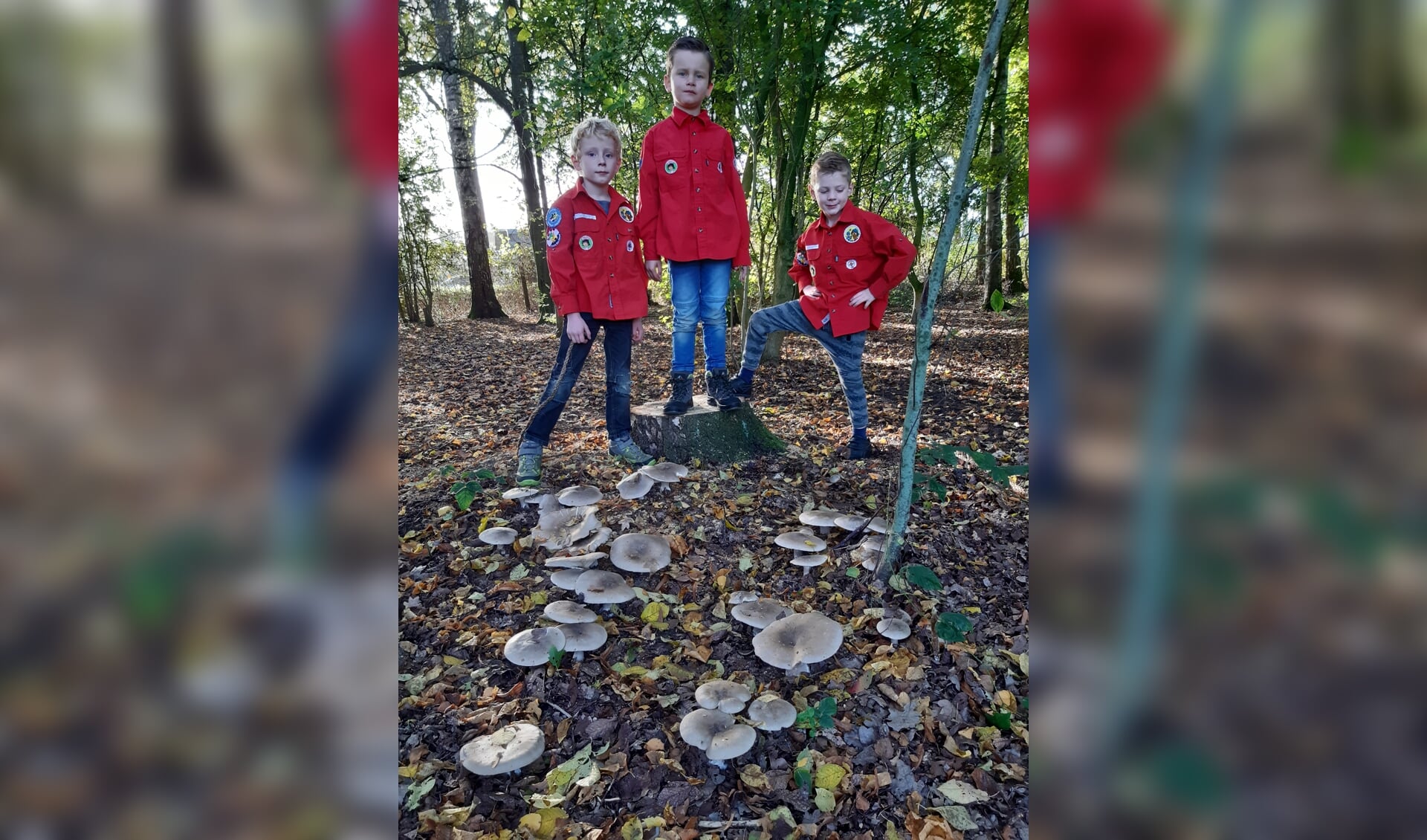 Drie stoere bevers in het bos bij de blokhut op zoek paddenstoelen