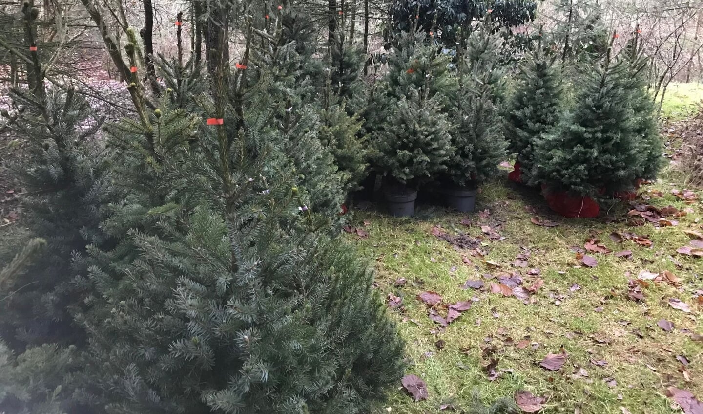 Opgehaalde kerstbomen Gidy Swinkels