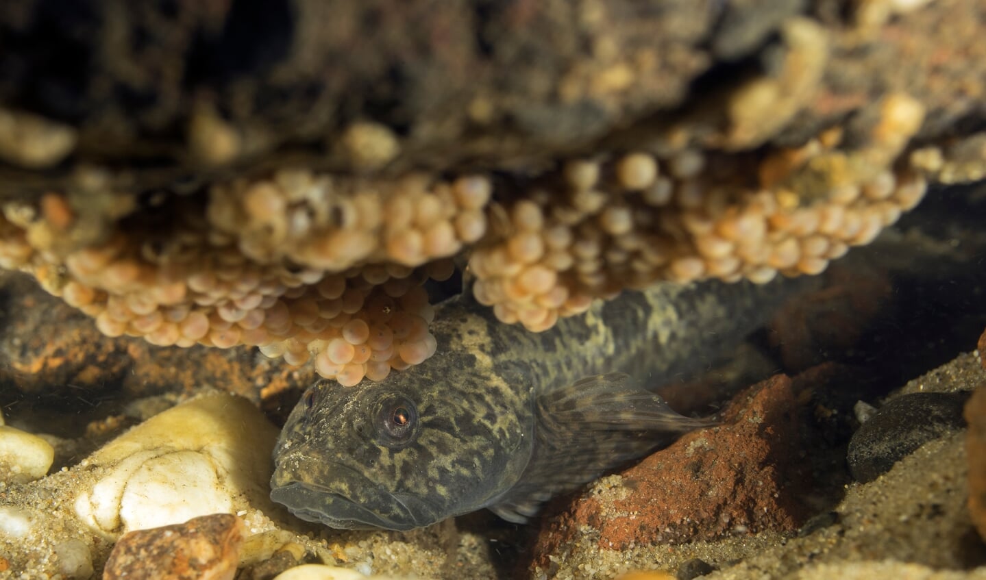 Mannetje rivierdonderpad bewaakt eitjes