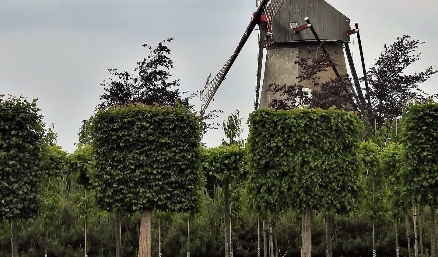 Leilindes in Lieshout
