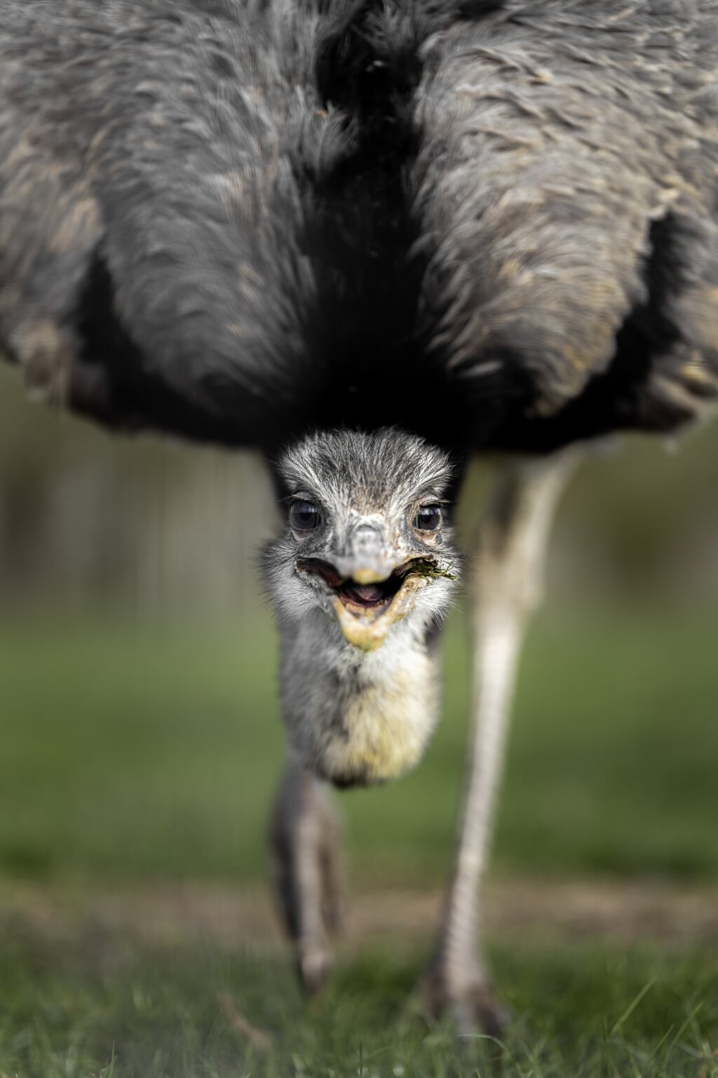 De struisvogel van Jessimo Coeymans. De best beoordeelde foto van opdracht 1.