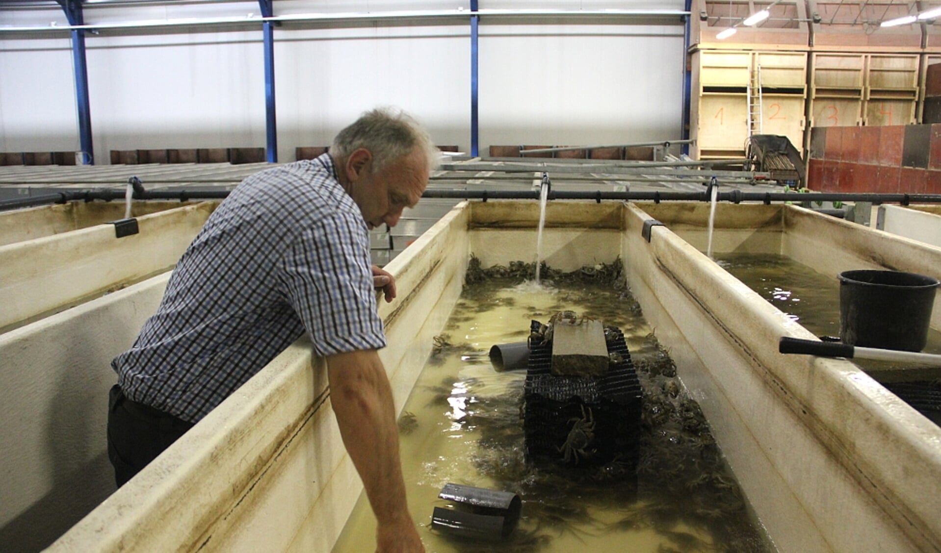  Binnenvisser, handelaar en onderzoeker Teun Barelds bij de kweekbakken in een tulpenbroeikas op Wieringen. 