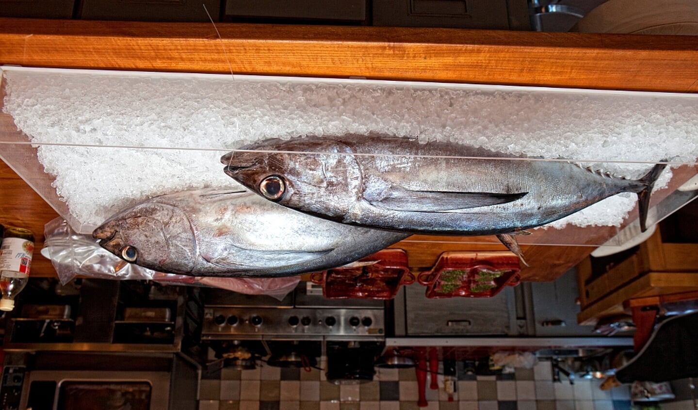  Tonijn was de Vis van de Maand in november 2016. Voor december is de sint-jakobsschelp Vis van de Maand.