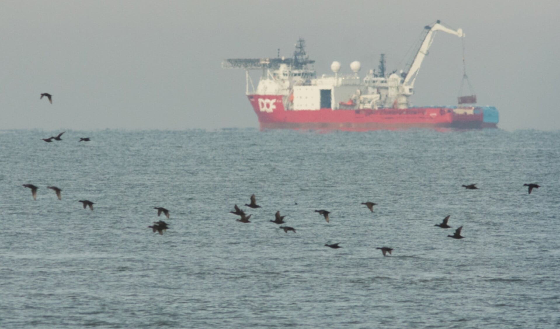  Foto: Hans Verdaat/Wageningen Marine Research - Zwarte zee-eenden noordwest van Ameland, met op de achtergrond een bergingsschip dat een verloren container heeft terug gevonden. 