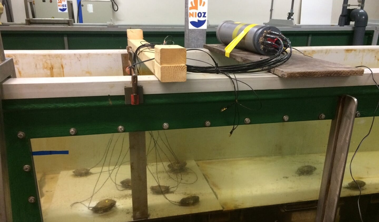Foto: Jim van Belzen - Platte oesters aan de klepstandmonitor in de u2018flumeu2019.
