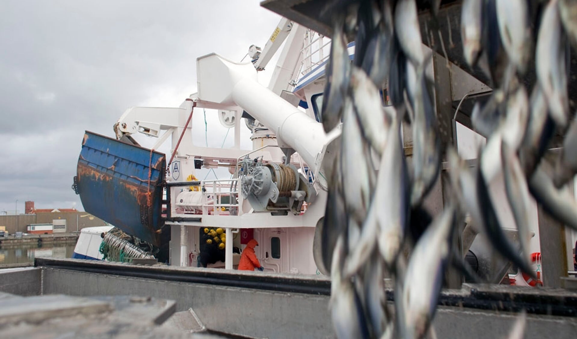  Foto: Nederlands Visbureau - Haringaanvoer in Scandinaviu00eb vers van het schip. 
