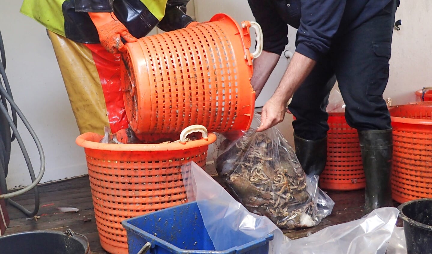 H Vissers doen het discardsmonster in een zak. (Foto: WMR)