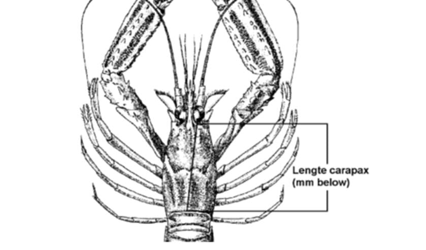 H Figuur 2. Voorbeeld van de carapax lengtemeting .