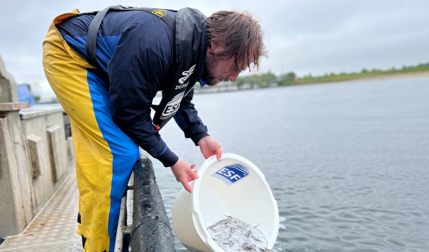 H Paling/wolhandkrabvisser Paul Boersma van Anquila Fishing in Friesland verzorgt de communicatie tussen DUPAN en de vissers bij palinguitzet.