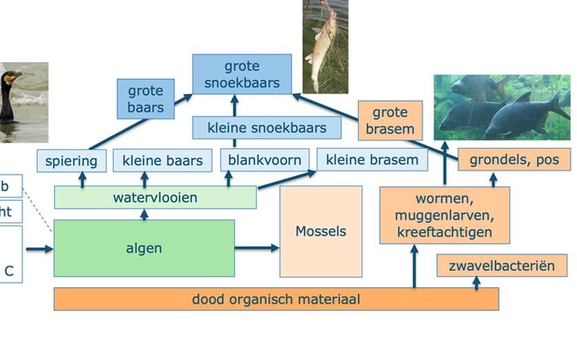 H Voor de draagkracht van het IJsselmeer/Markermeer wordt gekeken naar wat het ecosysteem produceert en het totale voedselweb.