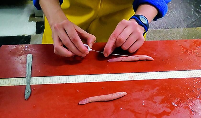 Lina de Nijs neemt een pipetmonster van een makreelkuit.