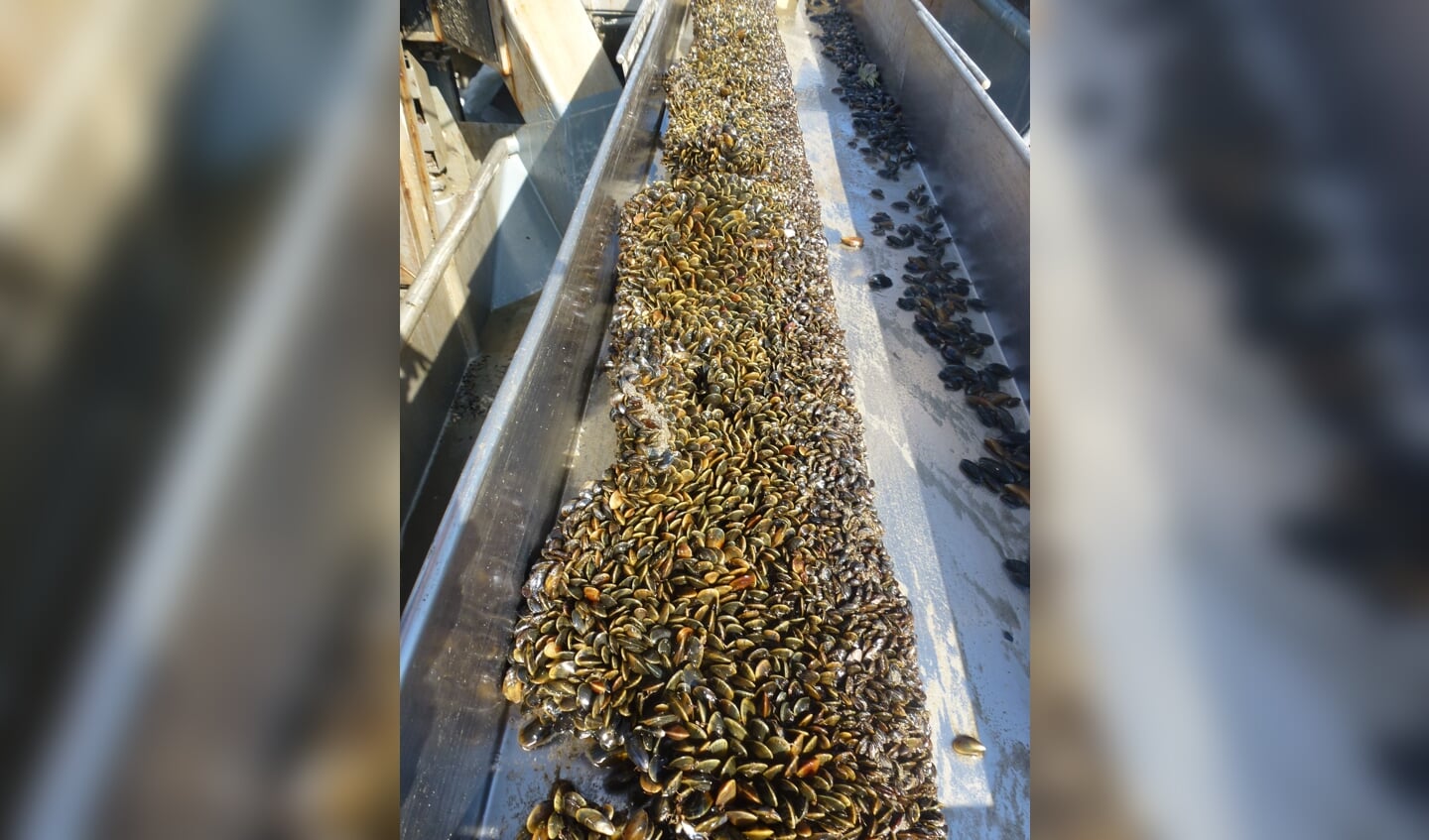 H Mosselzaad op de band voordat het van de longline wordt afgeschraapt.