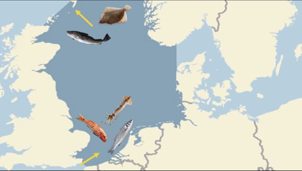 H Door klimaatverandering zien we dat de geografische verspreiding van soorten op de Noordzee aan het veranderen is. Zo trekken soorten zoals kabeljauw en schol naar noordelijkere wateren en trekken soorten zoals inktvis, mul en zeebaars meer in de Noordzee. Bron: ProSea