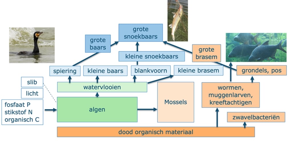 H Voor de draagkracht van het IJsselmeer/Markermeer wordt gekeken naar wat het ecosysteem produceert en het totale voedselweb.