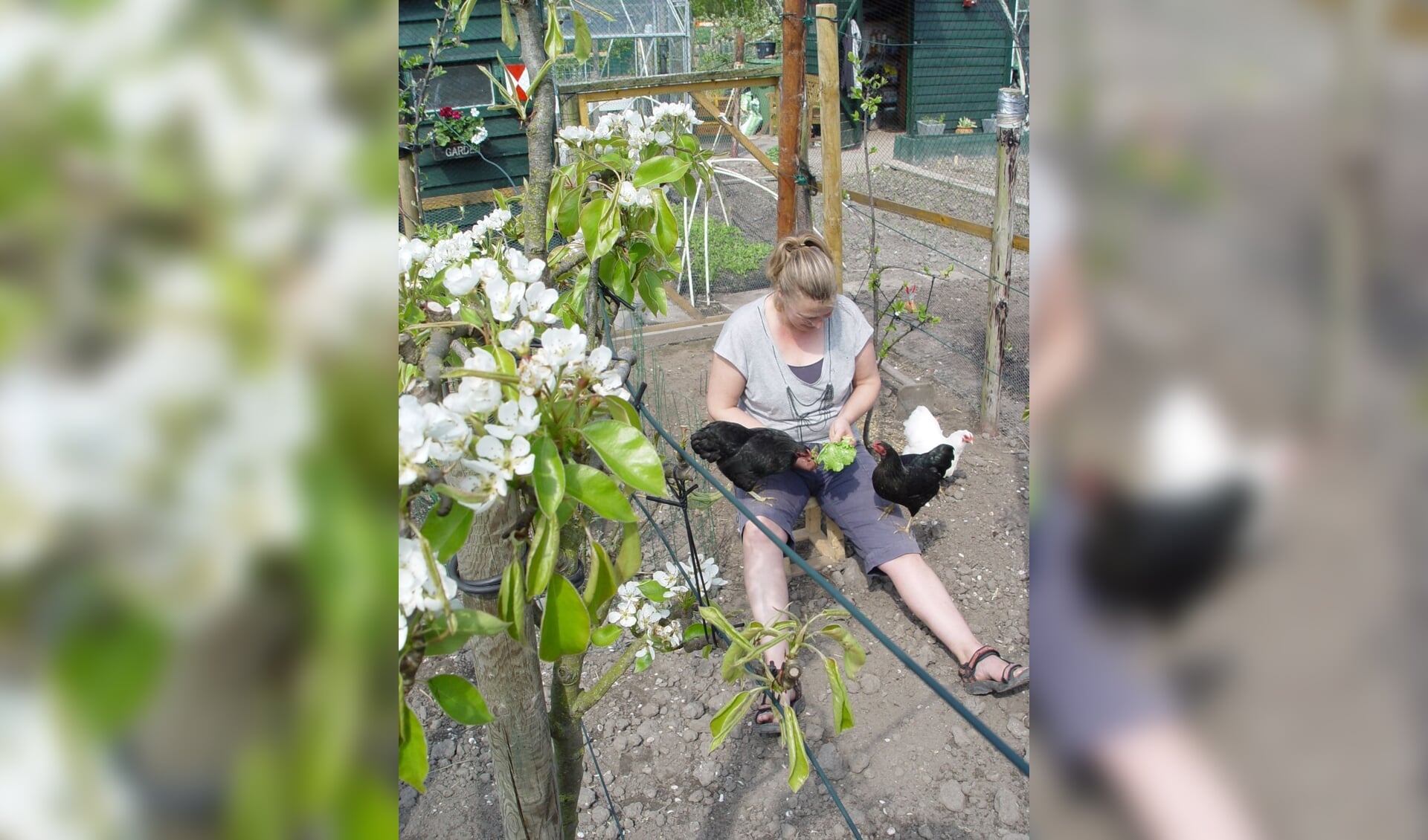 Ineke met haar kippen in de tuin op het complex aan de Tweede Elsgeesterweg. | Foto: pr.