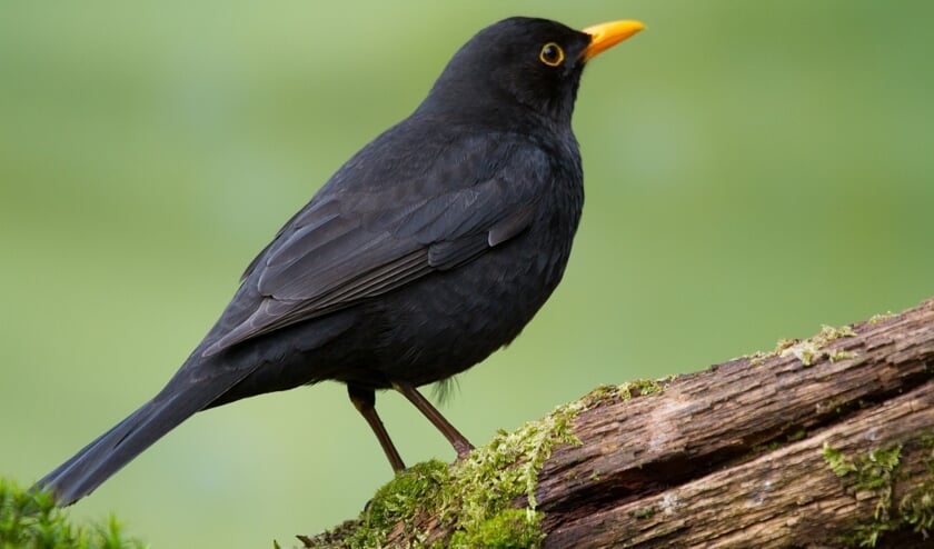 Helemaal zwart, gele snavel en gele oogring: een merelmannetje.