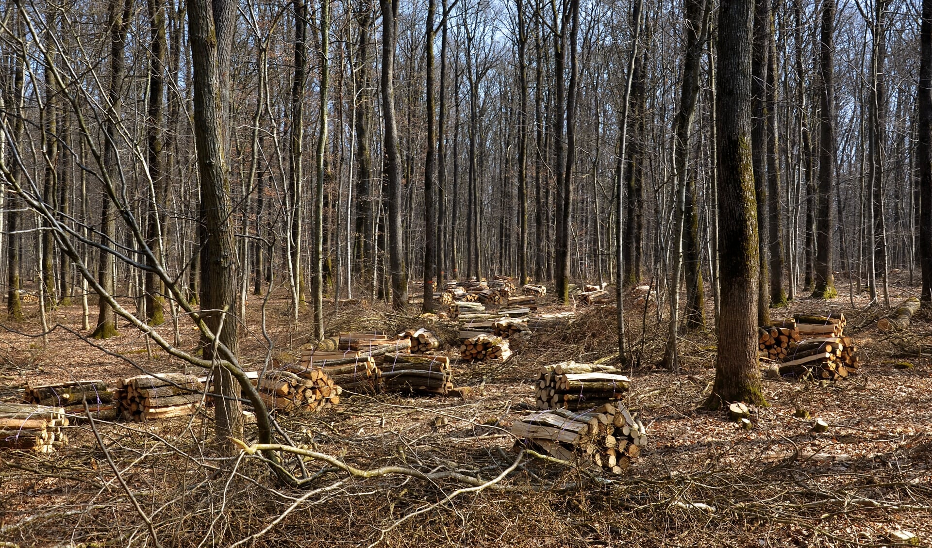 Het hout dat verbrand wordt, betreft snoei- en afvalhout. Maar is dat er voldoende in deze regio? 