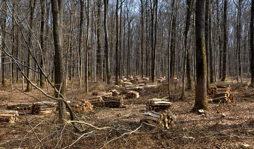 Het hout dat verbrand wordt, betreft snoei- en afvalhout. Maar is dat er voldoende in deze regio?