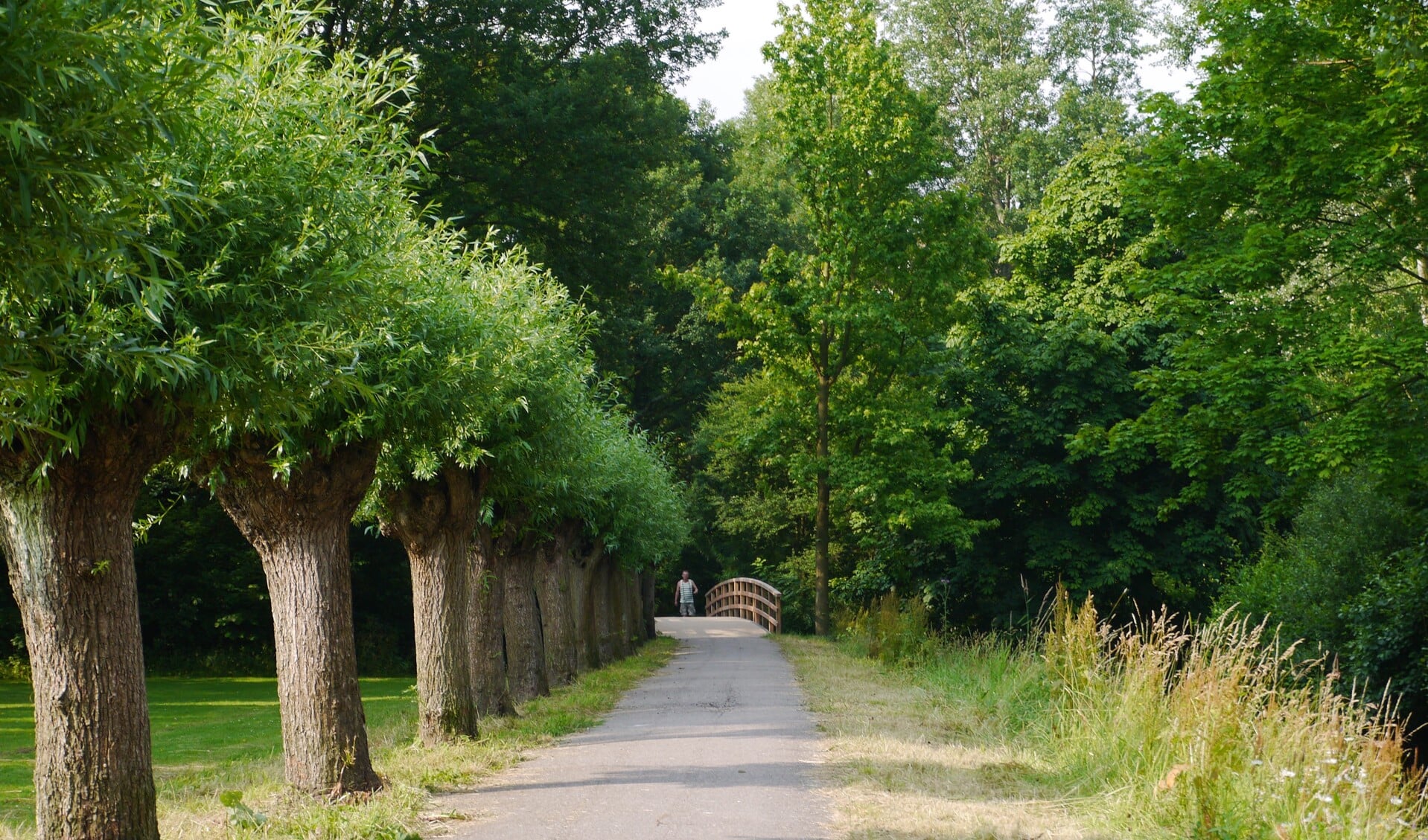 Het 'wilgenlaantje' in park De Houtkamp, zo'n mooie groene oase die de gezondheid goed doet.  