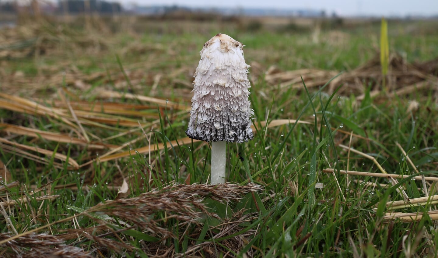 De geschubde inktzwam, een van de weinige paddenstoelen die houden van voedselrijk grasland.