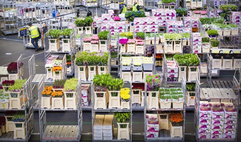 Royal FloraHolland Naaldwijk-Honselersdijk.