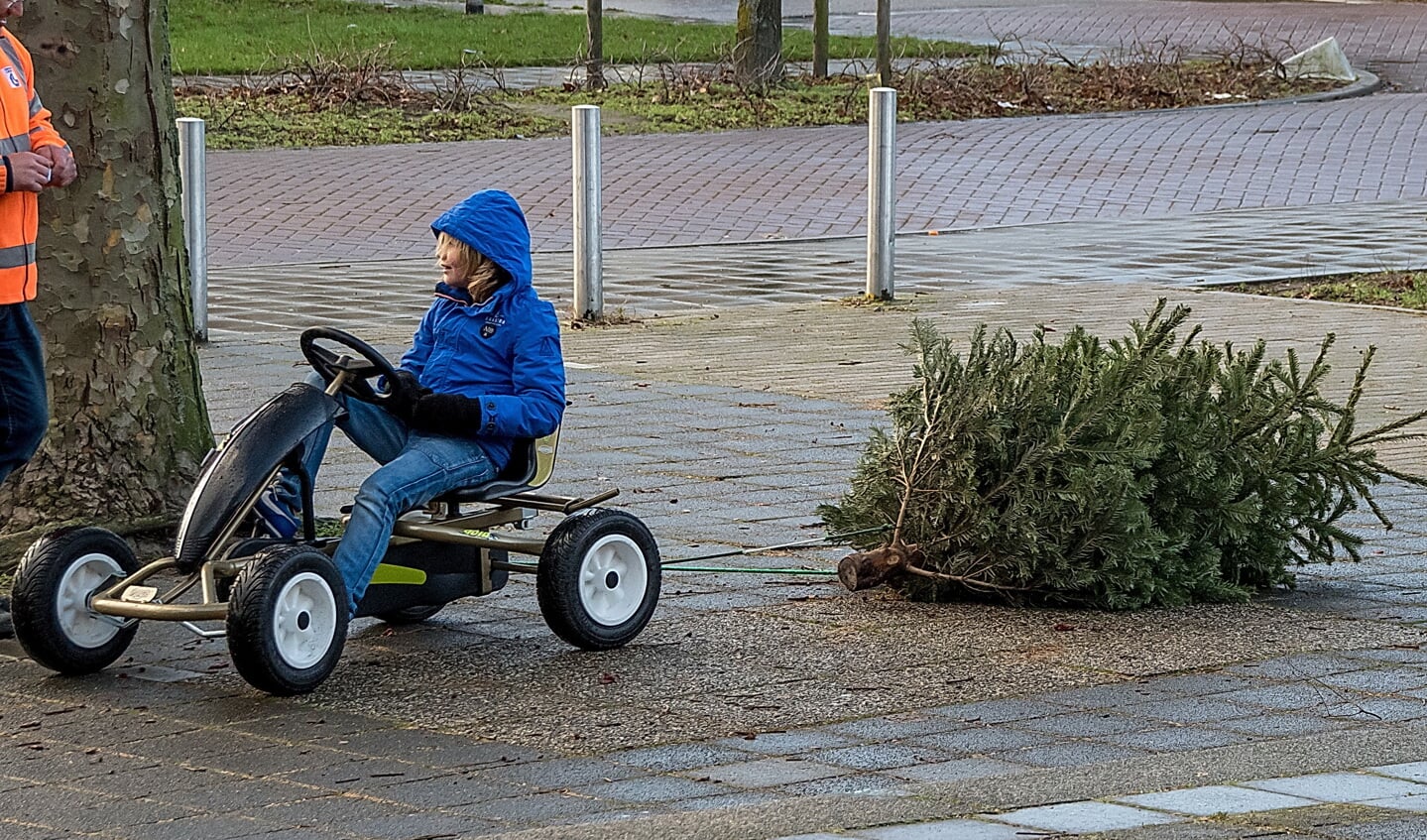 Prima manier om een kerstboom naar het inzamelpunt te brengen! | Foto: J.P. Kranenburg
