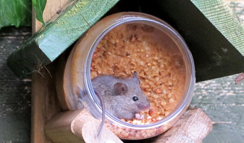 Sommige muizen overleven op een pot vogelpindakaas.   