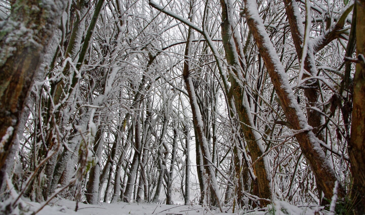 Winterse taferelen in het Vroege Vogelspark. | Foto Willemien Timmers