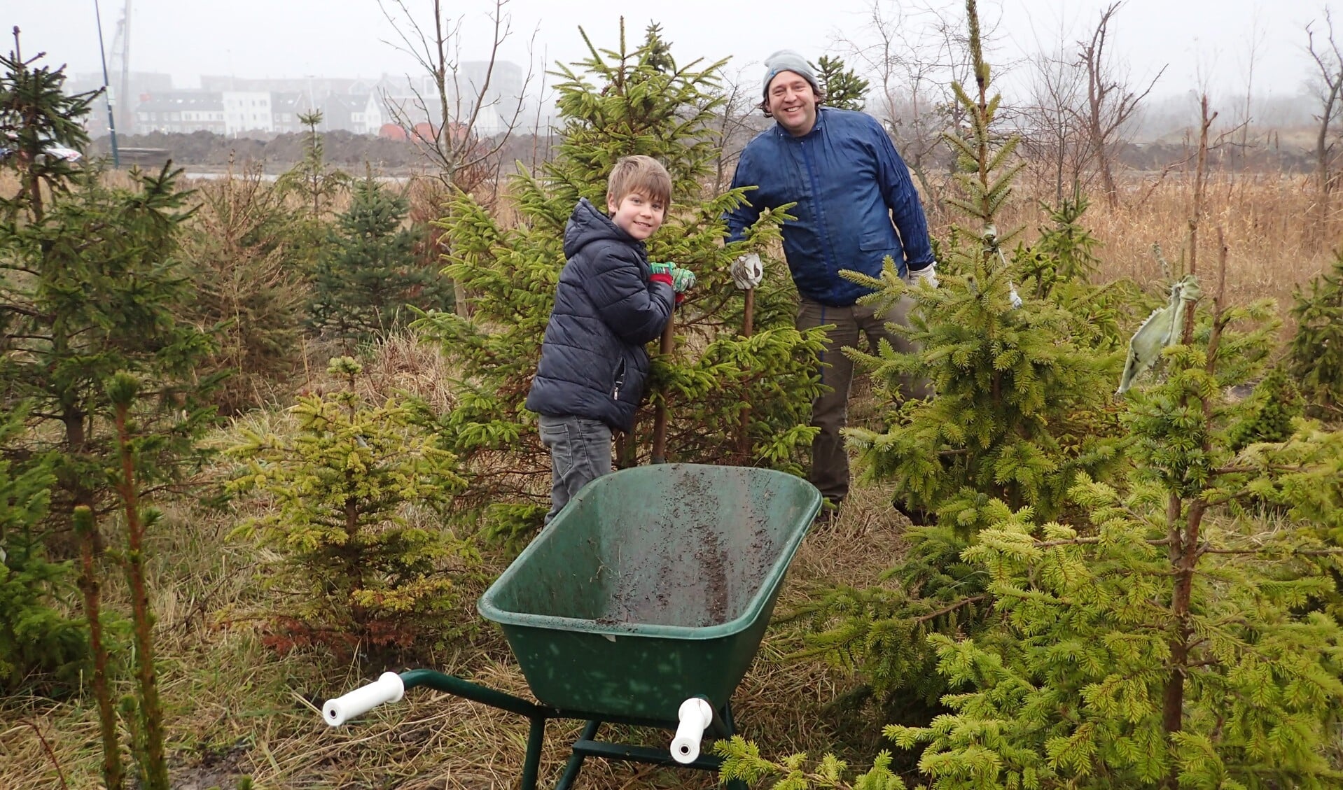 De kerstbomen kunnen weer worden opgehaald bij Vrij Groen. Dit jaar heeft zeventig procent van de bomen het overleefd. | Foto PR