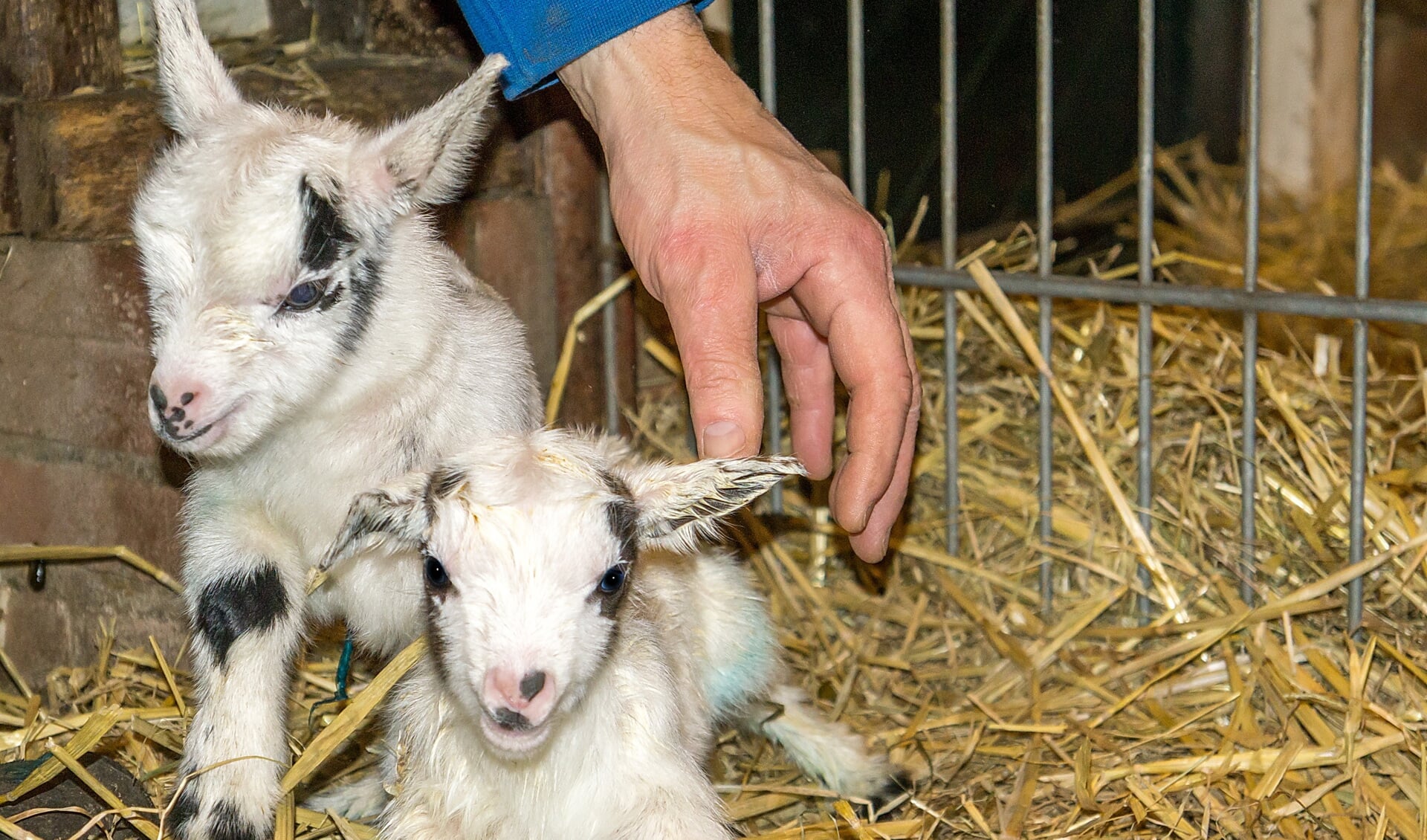 De pasgeboren geitjes in de stal van de kinderboerderij. De hand is van kinderboerderijbeheerder Bert van Eijk.
