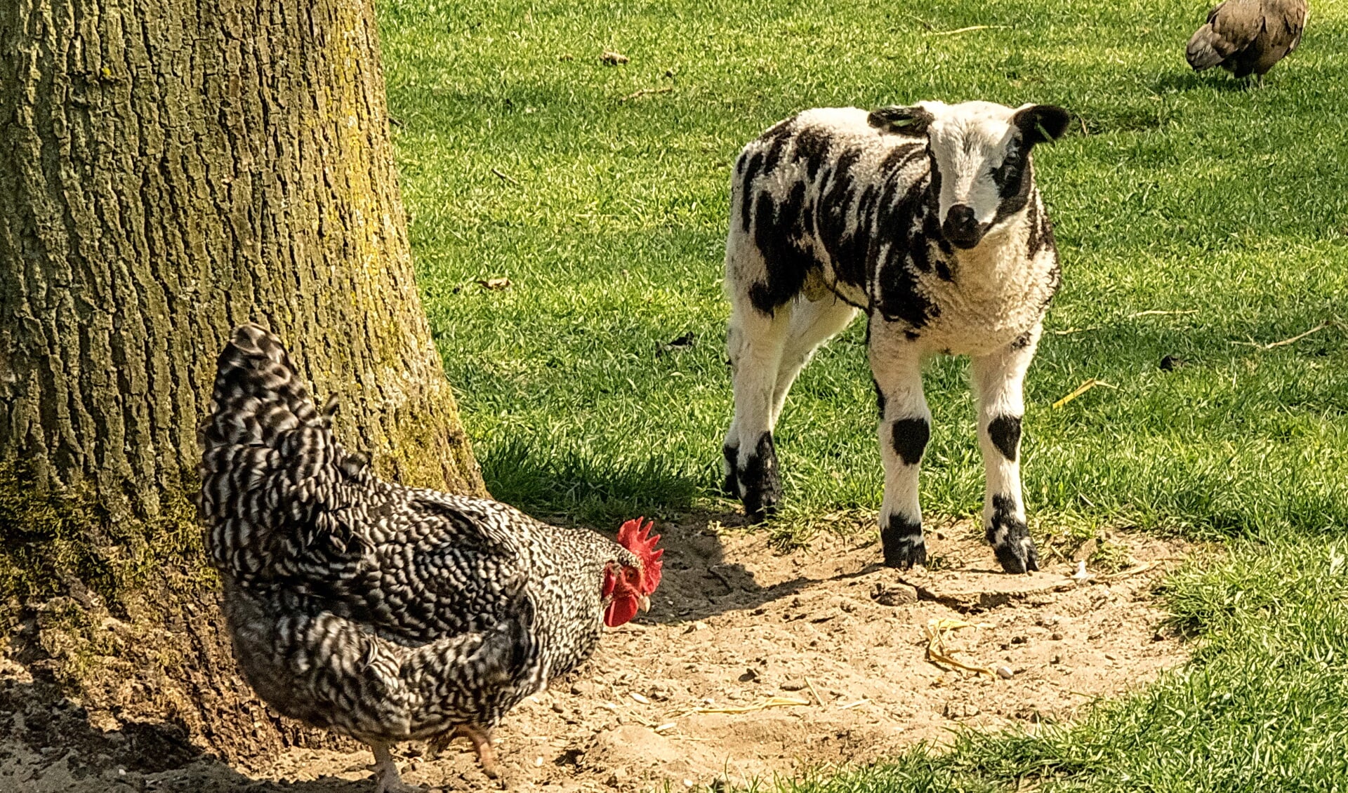 Het lammetje moet nog even wennen aan de kippen die nu ook vrij mogen lopen in de schapenweide van de kinderboerderij.