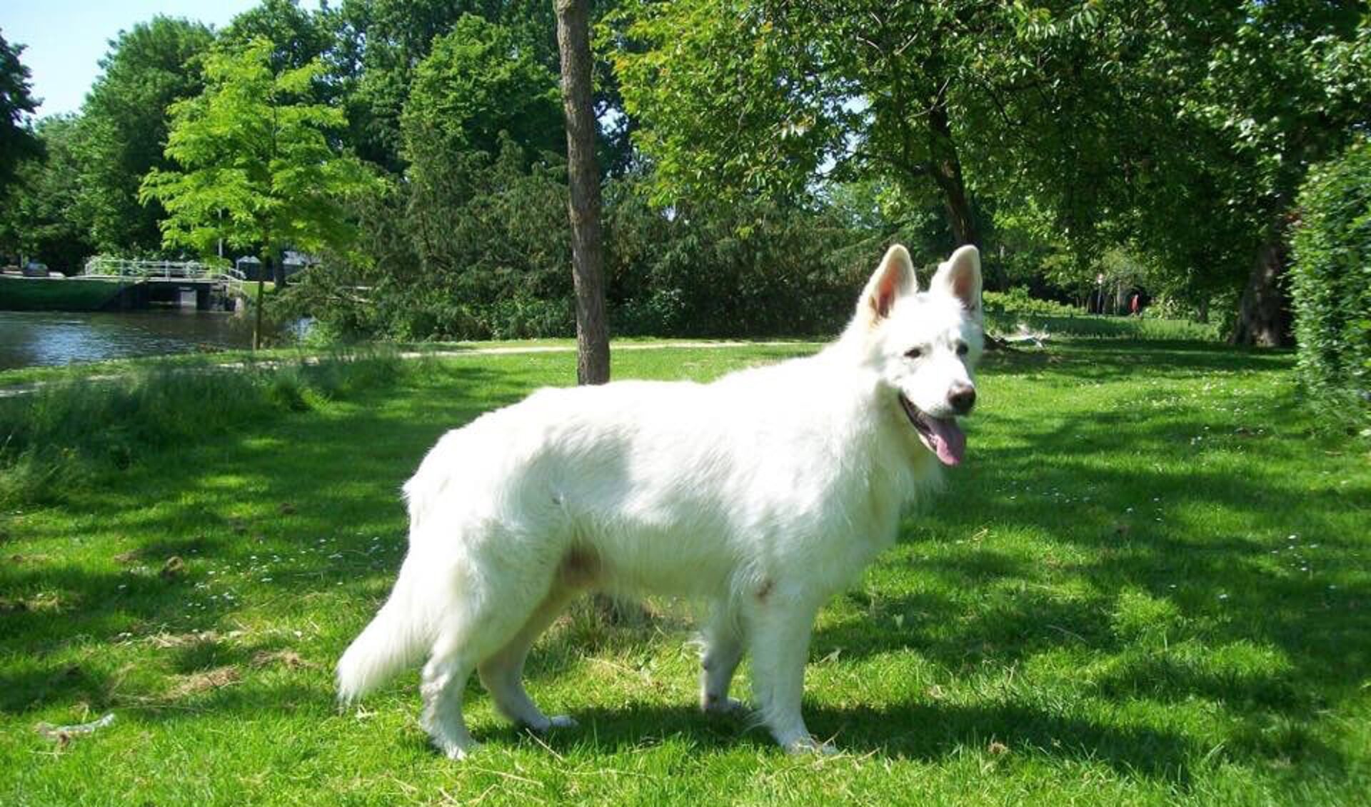 De witte herder is momenteel een heel populaire hond. 