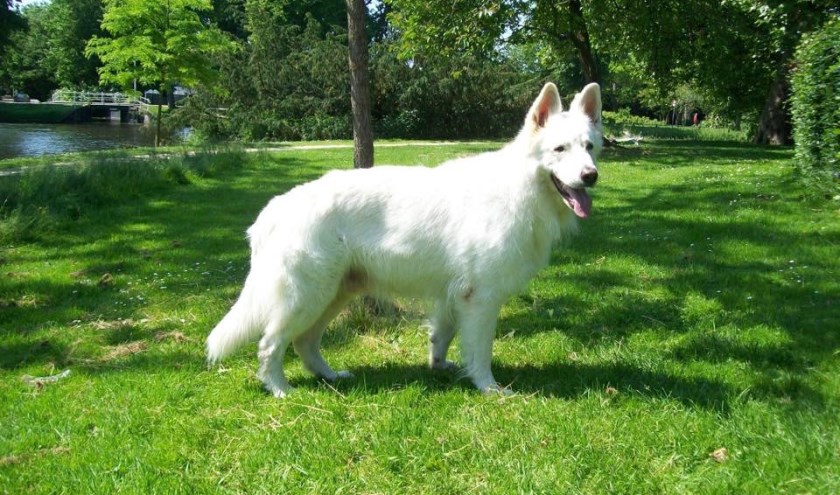 De witte herder is momenteel een heel populaire hond.
