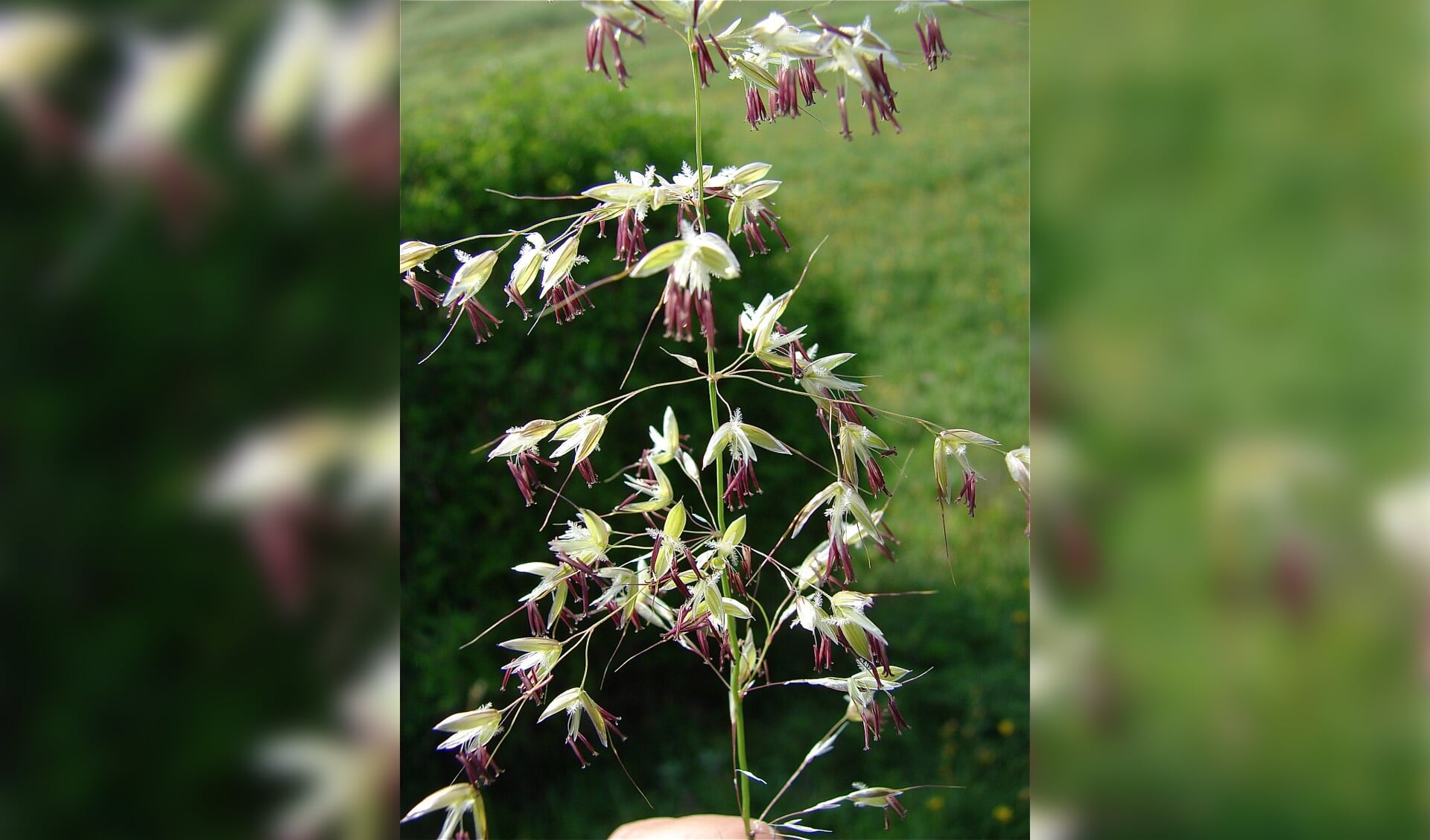 De bloemetjes van de grassoort Arrhenatherum elatius oftewel glanshaver. | Foto: Saxifraga 