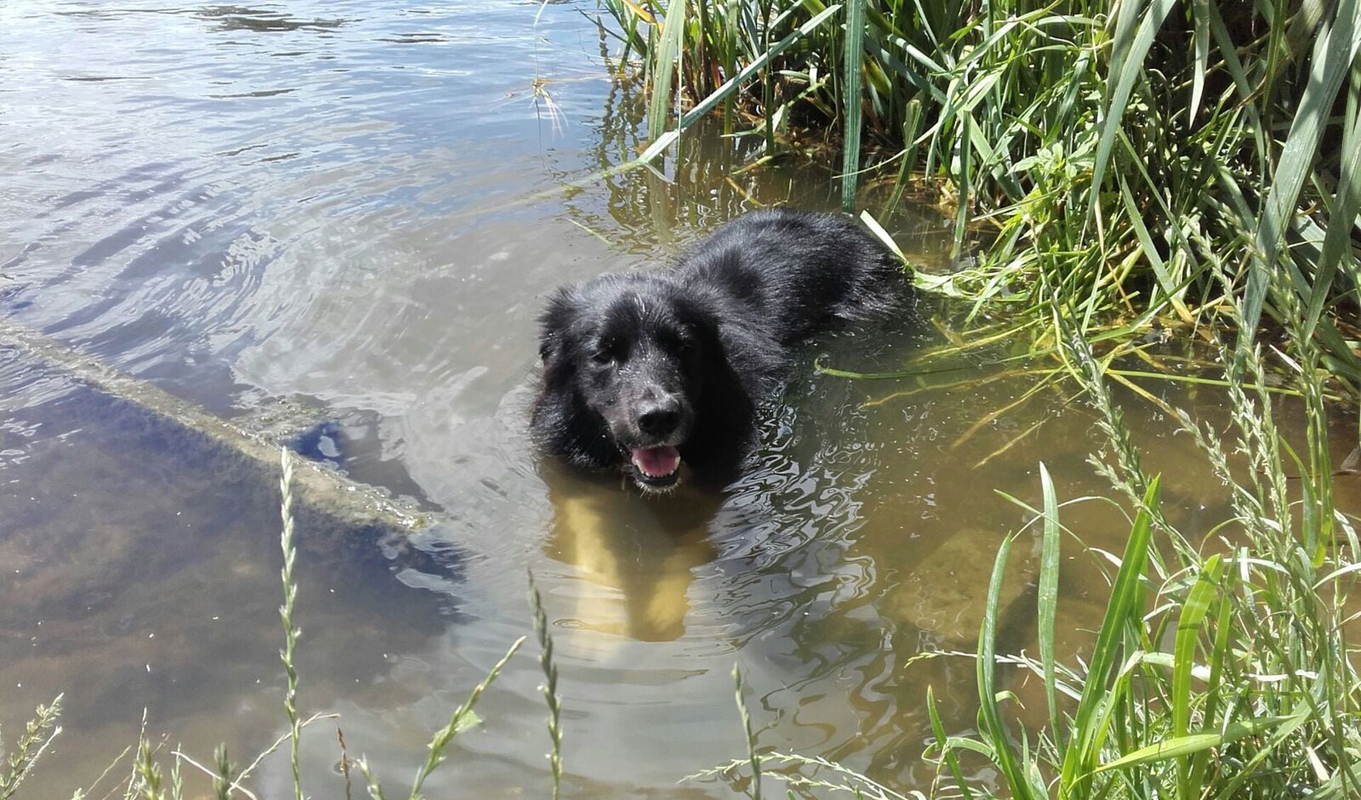 Even een frisse duik is ook voor een hond heerlijk op warme zomerdagen. | Foto: HVL