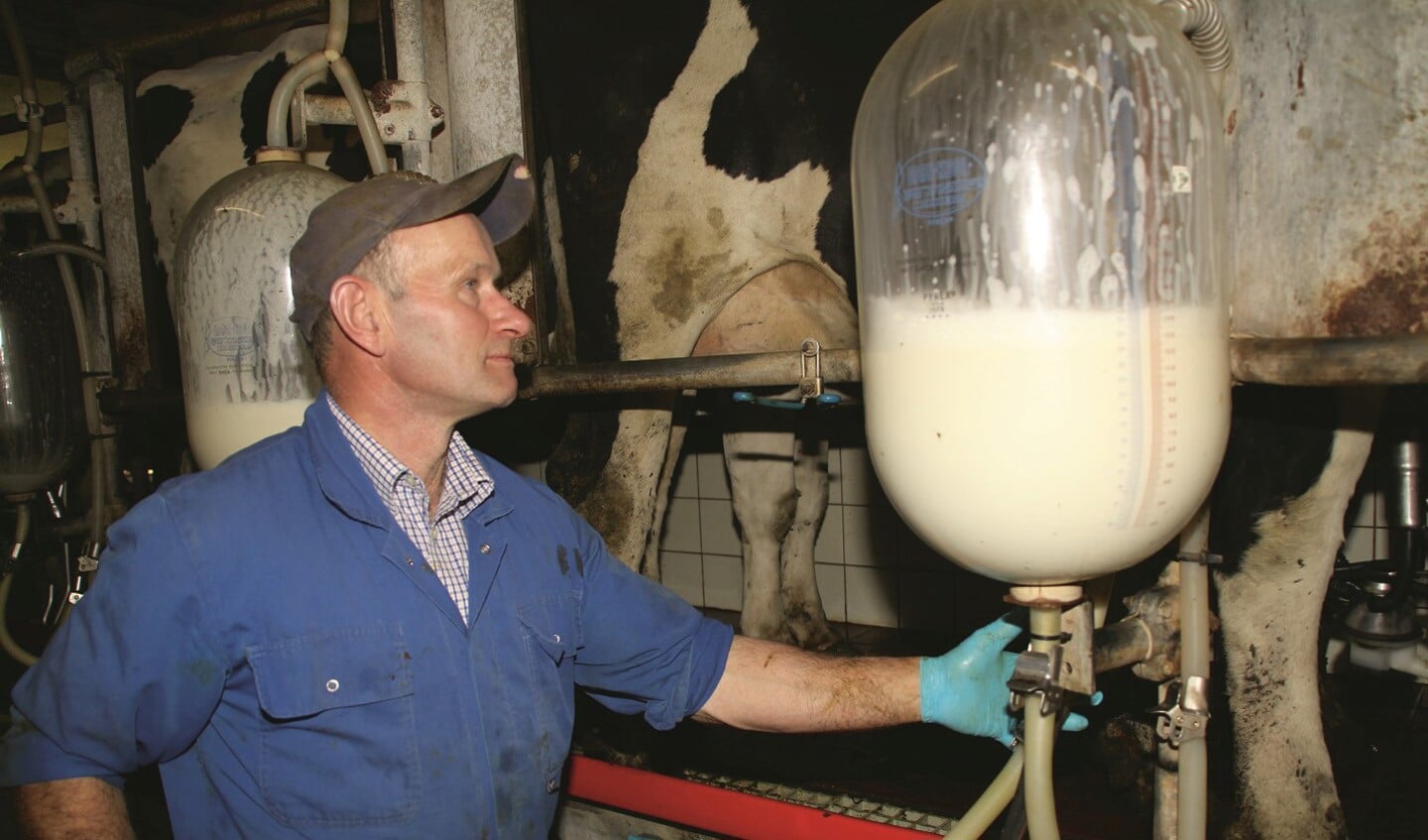 Leiderdorp, Achthovenerweg. Arie Roest melkt in de visgraatmelkput met steeds twee maal vijf koeien tegelijk, het melksysteem dat het meest praktisch voor hem is. (maart 2012)