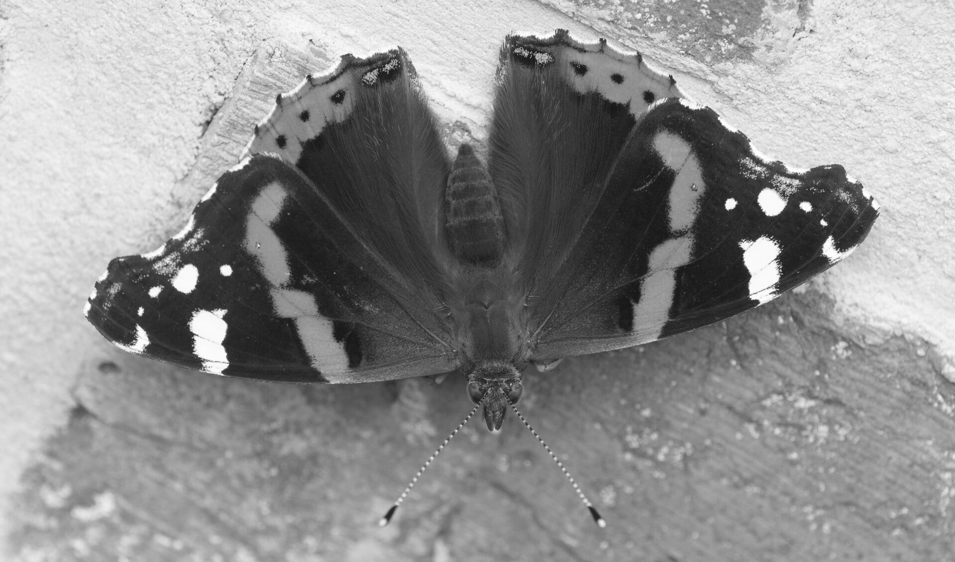 De atlanta vlinder kan 15 km per uur vliegen, zo snel als de gemiddeld fietser, en legt enorme afstanden af. 