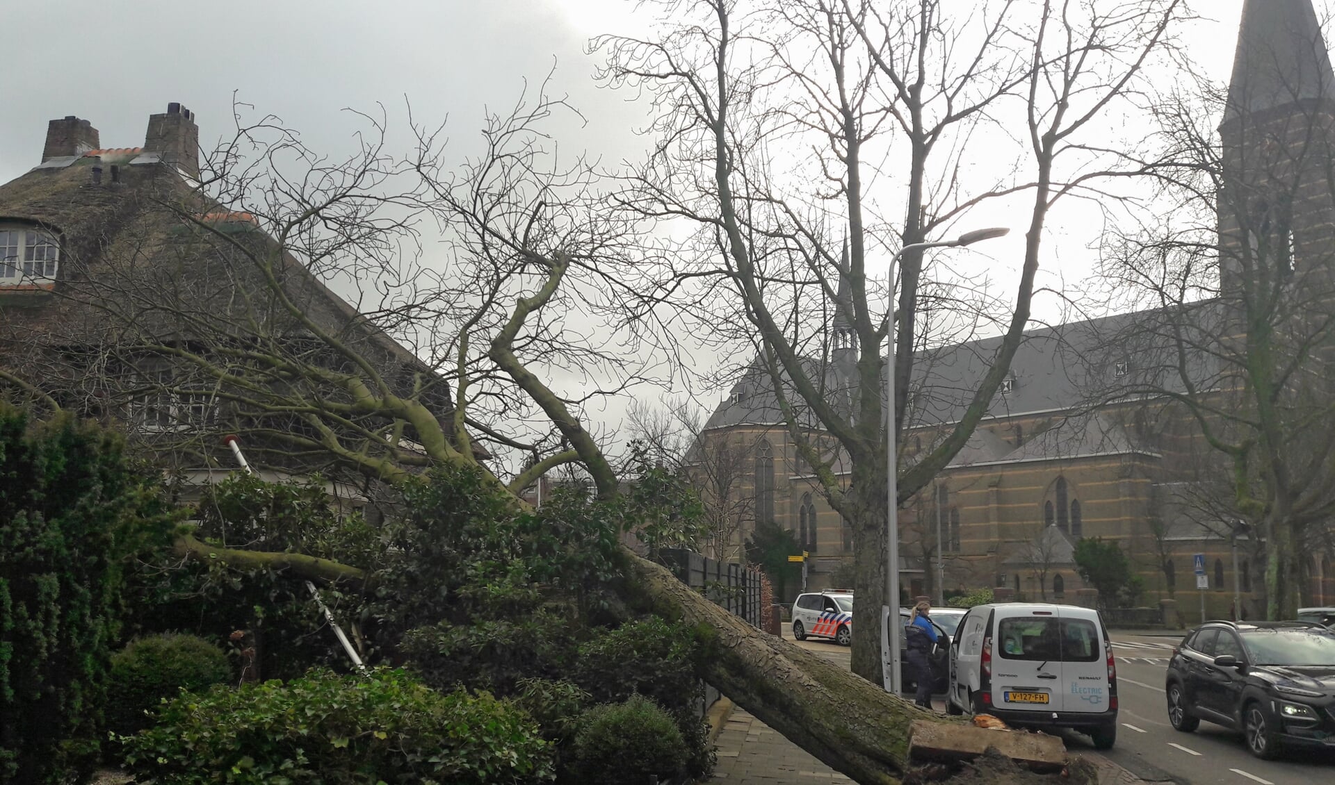 Een boom op de Wilhelminalaan is niet bestand tegen de storm. | Foto: MV