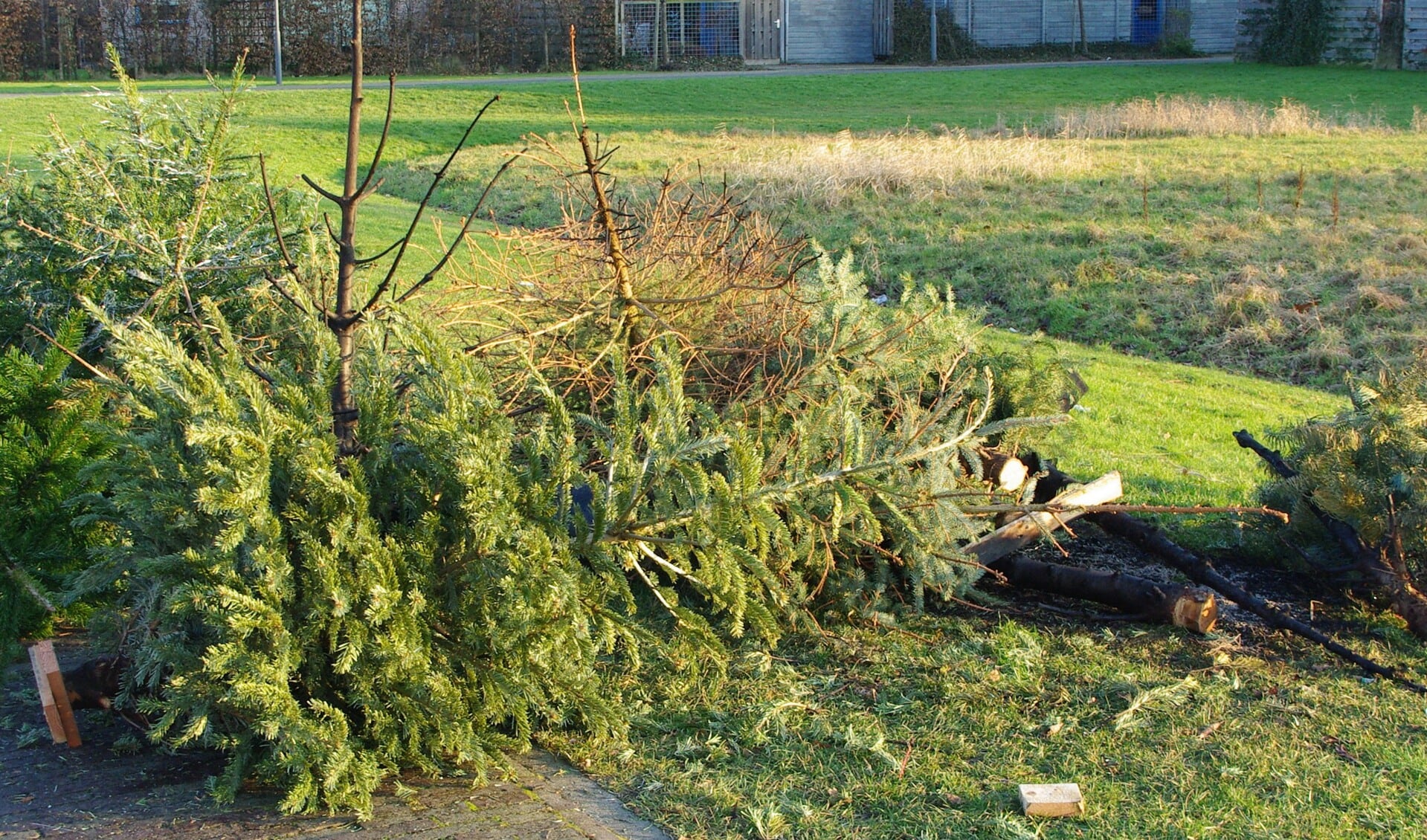 Oude kerstbomen kunnen ook dit jaar door kinderen bij de gemeente worden ingeleverd. | Archieffoto Willemien Timmers