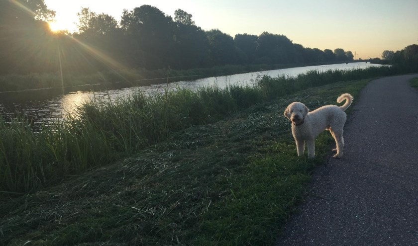 De hond uitlaten op een mooie zondagochtend, een vorm van Gratis Lekkerte.