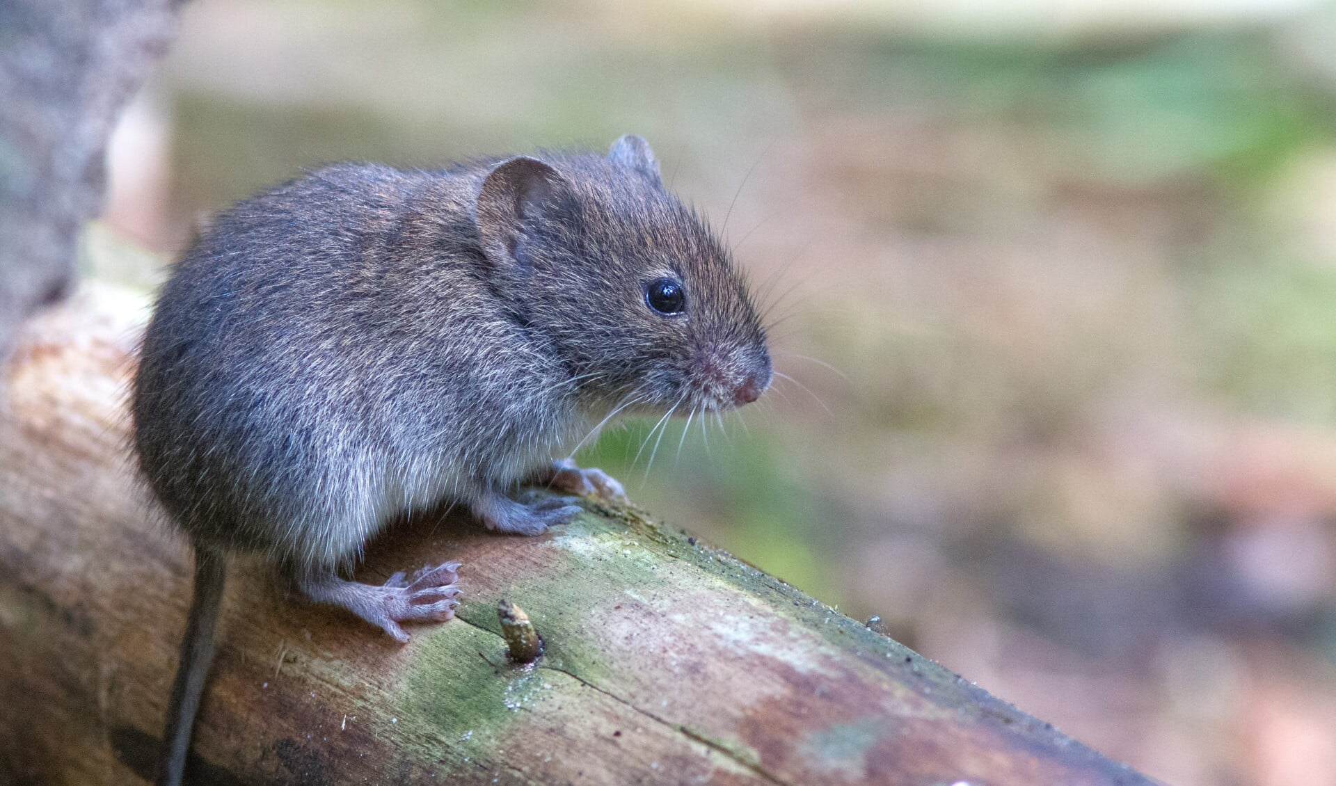 Muizen verhuizen alleen als er geen eten is of als ze verjaagd worden. Op de foto een rosse woelmuis. | Foto: Mike Melis, natuurklik.nl 