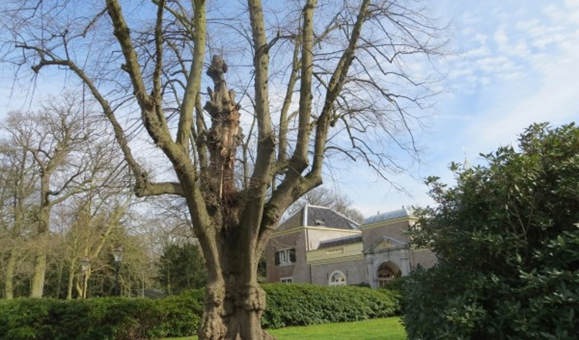 De lindeboom op landgoed Endegeest. | Foto Wim Brinkerink