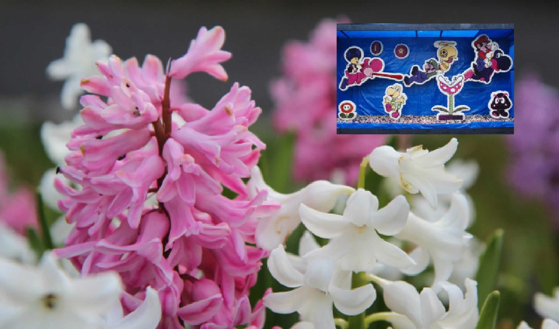De hyacint is de belangrijkste bloem voor het steken van de mozaïeken. Inzet: inzending van Kindervreugd vorig jaar.