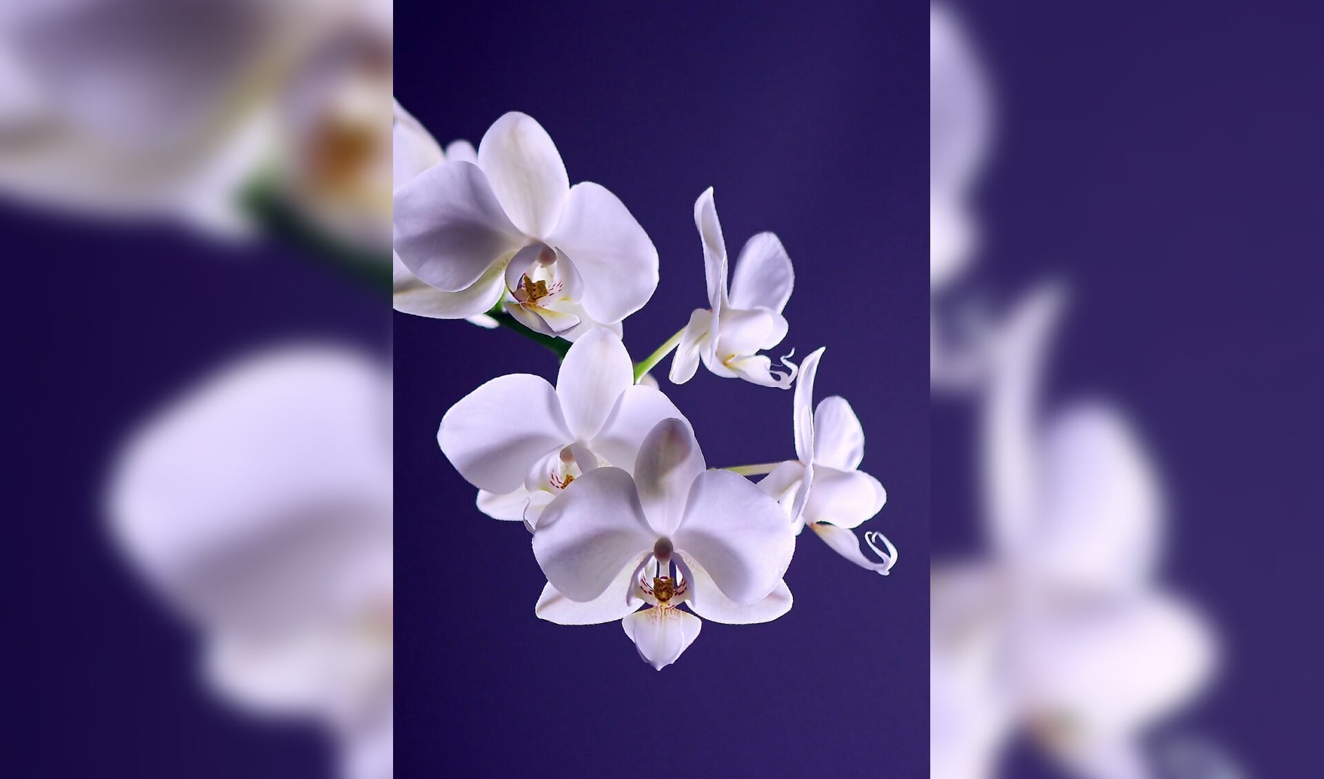 Orchideeën zijn de laatste jaren enorm in populariteit gestegen.