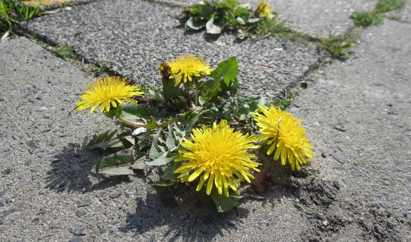 Paardenbloemen brengen leven en kleur in de straat en zijn populair bij bijen, hommels en vlinders.