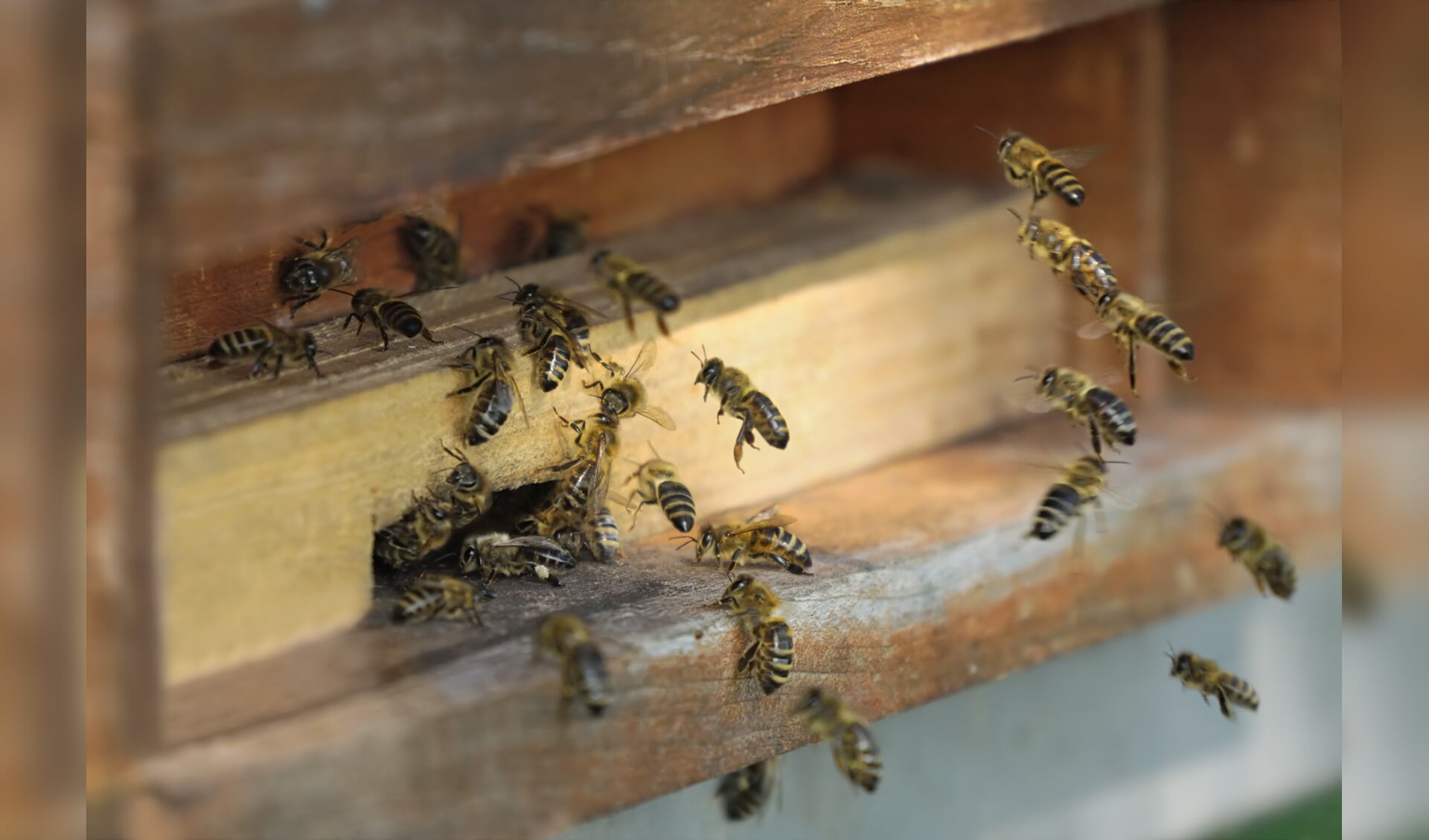 Bezige bijen bij de raat. | Foto: pr