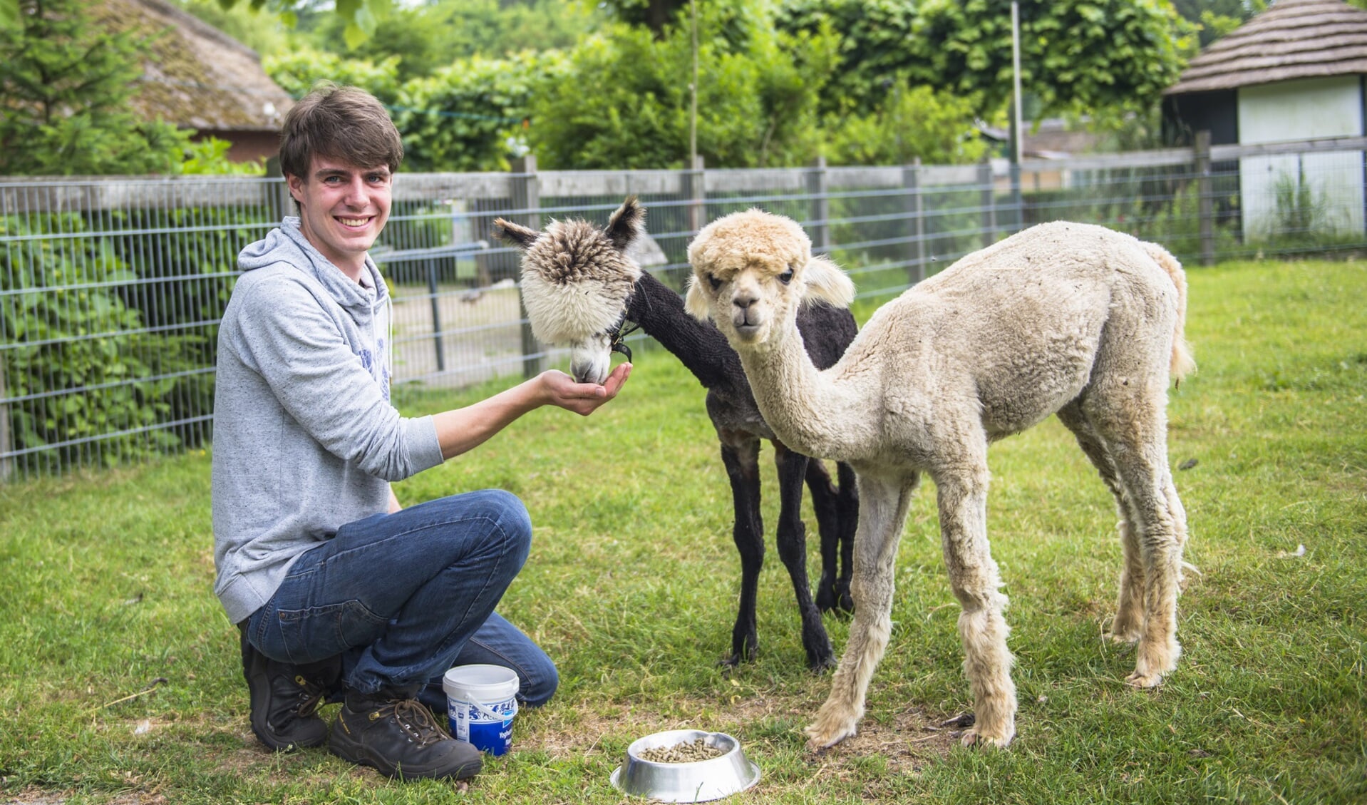 Tom Straathof voert Willem en Teddy, de alpaca's die tegenwoordig liefdevol verzorgd worden op de dierenhoeve. | Foto: Frans van Steijn